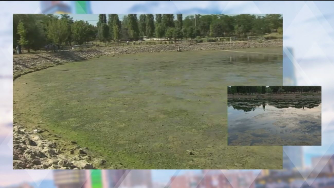 Madrid vacía y limpia tres de sus lagos  ante la proliferación de algas