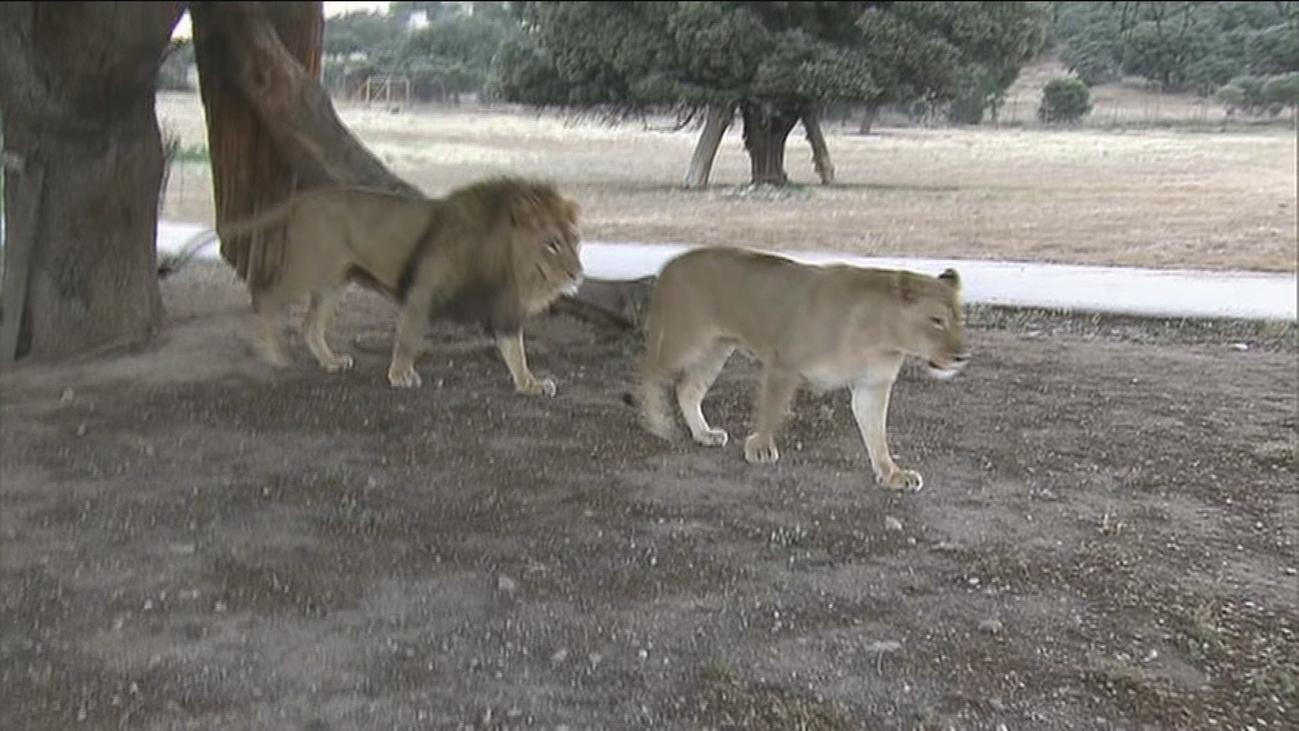 El Safari de Madrid pide que les dejen abrir en fase 2