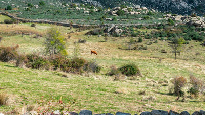 La Comunidad de Madrid abre los aparcamientos de la Sierra  de Guadarrama este lunes
