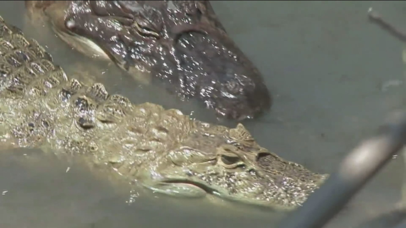 Buscan a un cocodrilo entre el Duero y el Pisuerga a la altura de Simancas