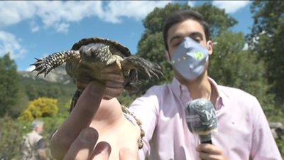Suelta de galápagos en Soto del Real