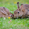 Así controlan la superpoblación de conejos en Madrid