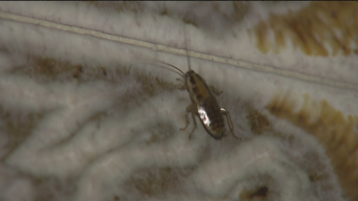 Invasión de cucarachas en un edificio de Parla