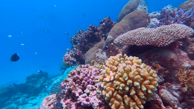 La Gran Barrera de Coral en peligro