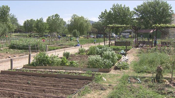 Reabren los 96 huertos urbanos de Collado / Archivo