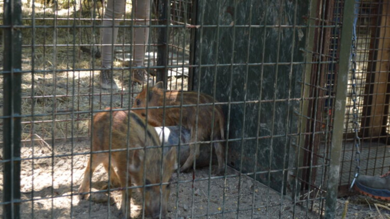 Capturan 14 jabalíes en la Casa de Campo en una sola noche