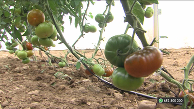 La Feria de la huerta y el vino de Villa del Prado, virtual