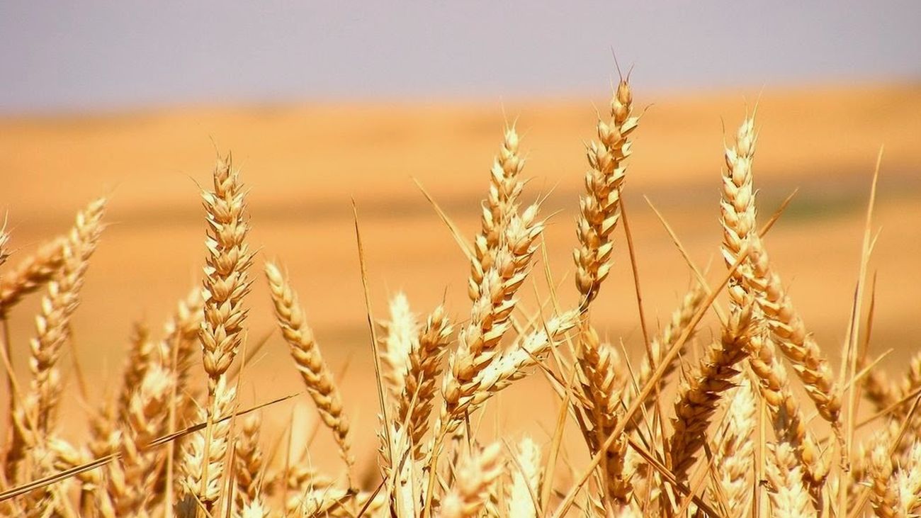 Conocemos el 'Verano' de Vivaldi