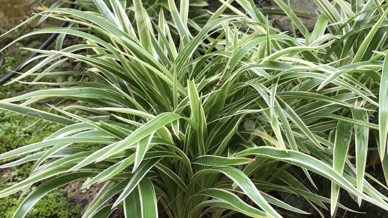 Las plantas con superpoderes: Cactus y Cintas
