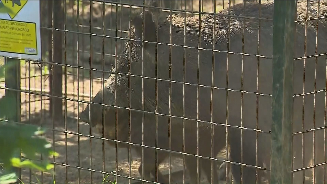 Así capturan a los  jabalíes de la Casa de Campo