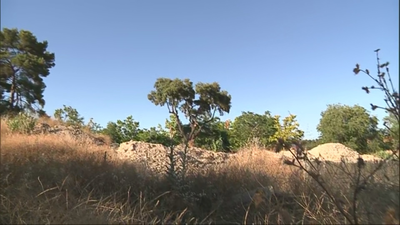 Denuncian el traslado de un árbol de más de 100 años, en Valdemoro