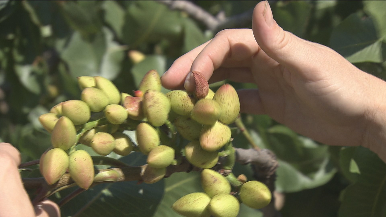El pistacho, el rey de los frutos secos madrileños