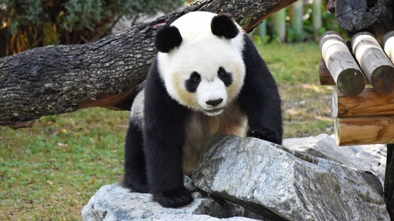 Las maravillas del Zoo de Madrid