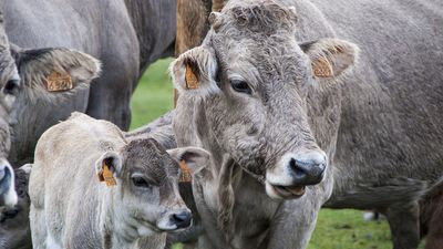 Mi cámara y yo: Este año, turismo rural