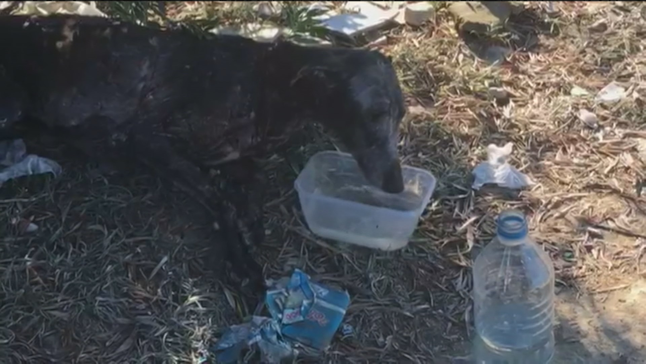 Un galgo es torturado y atado en un olivar de Getafe