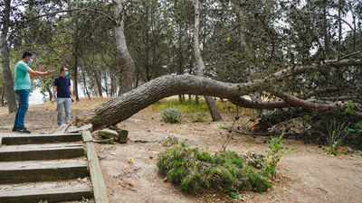 Móstoles cierra el Parque El Soto por los daños provocados por el fuerte viento