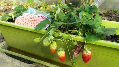 Cómo plantar un huerto urbano en tu balcón