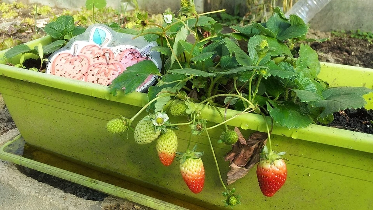 Cómo plantar un huerto urbano en tu balcón