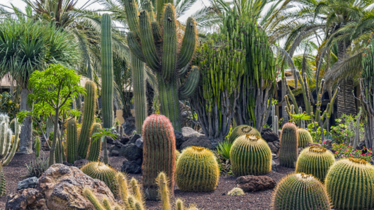 Plantas resistentes al fuego