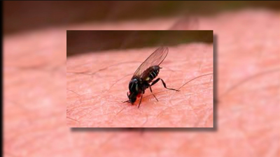 San Fernando de Henares adelanta la lucha contra la mosca negra