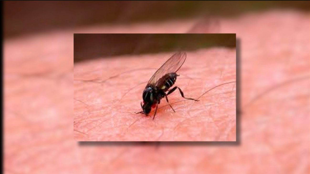 San Fernando de Henares adelanta la lucha contra la mosca negra