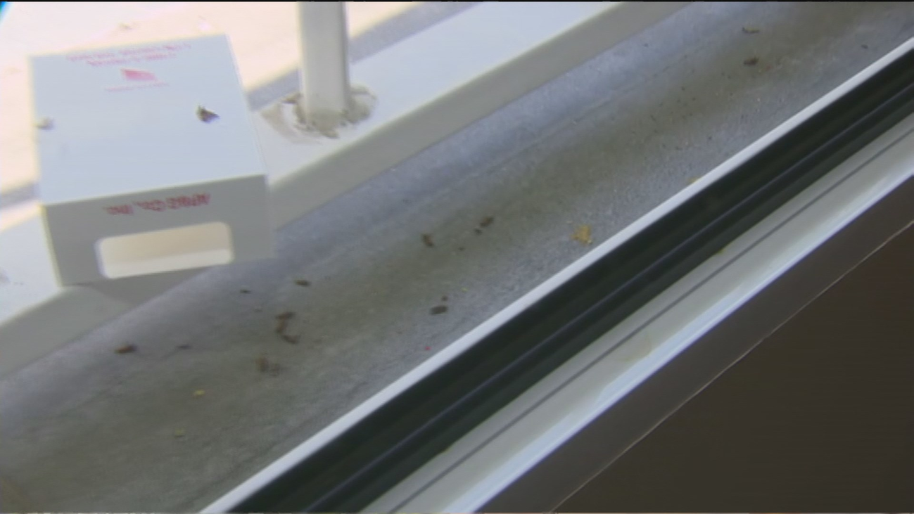 Una plaga de ‘bichos negros’ invade una casa en Orcasitas