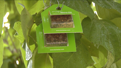 Leganés lucha contra las plagas de insectos con otros insectos