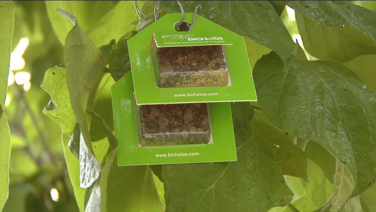 Leganés lucha contra las plagas de insectos con otros insectos