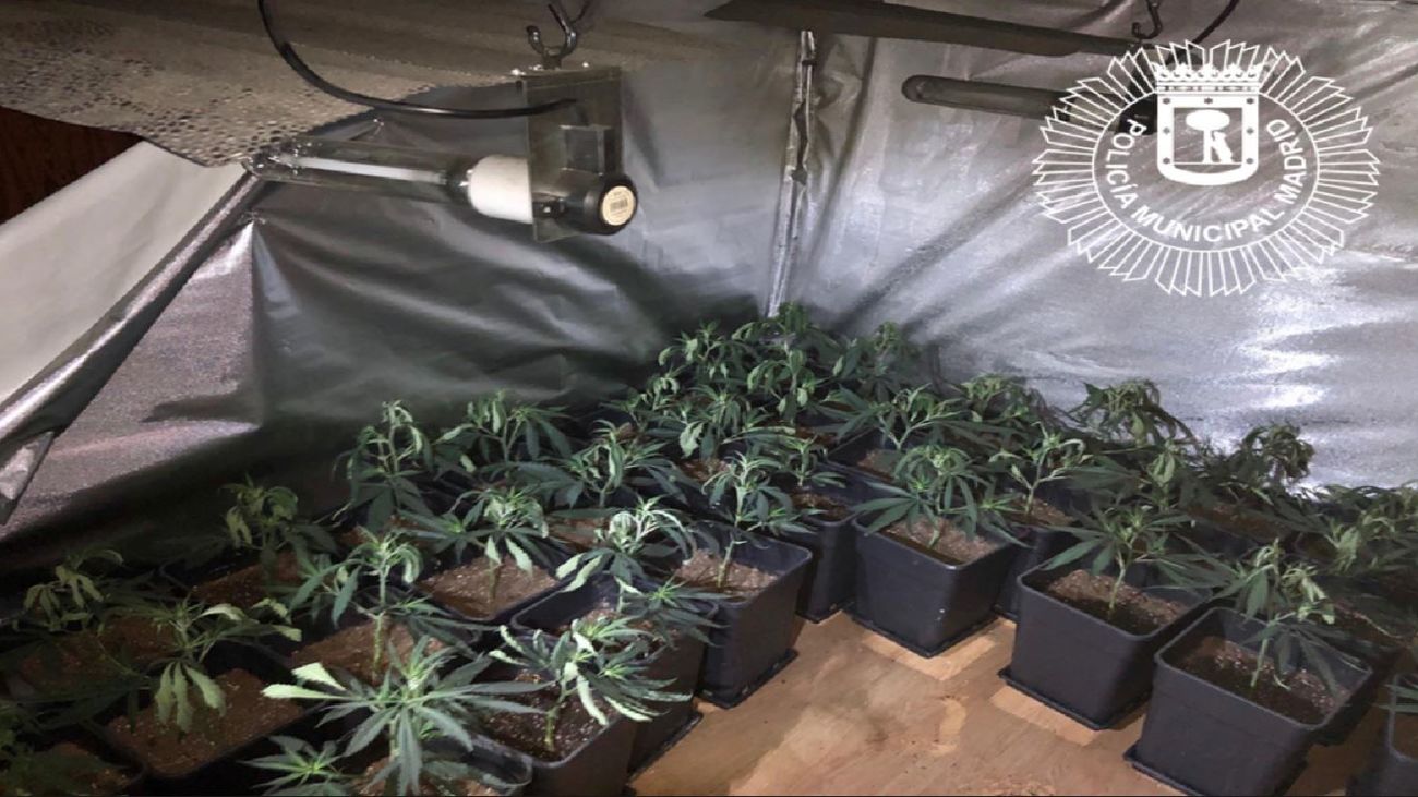 Intervenidas 165 plantas de marihuana en una vivienda de Usera tras declararse un incendio