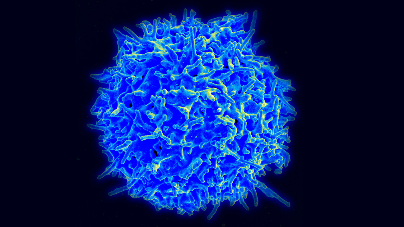 El complejo sistema defensivo de nuestro cuerpo frente al coronavirus