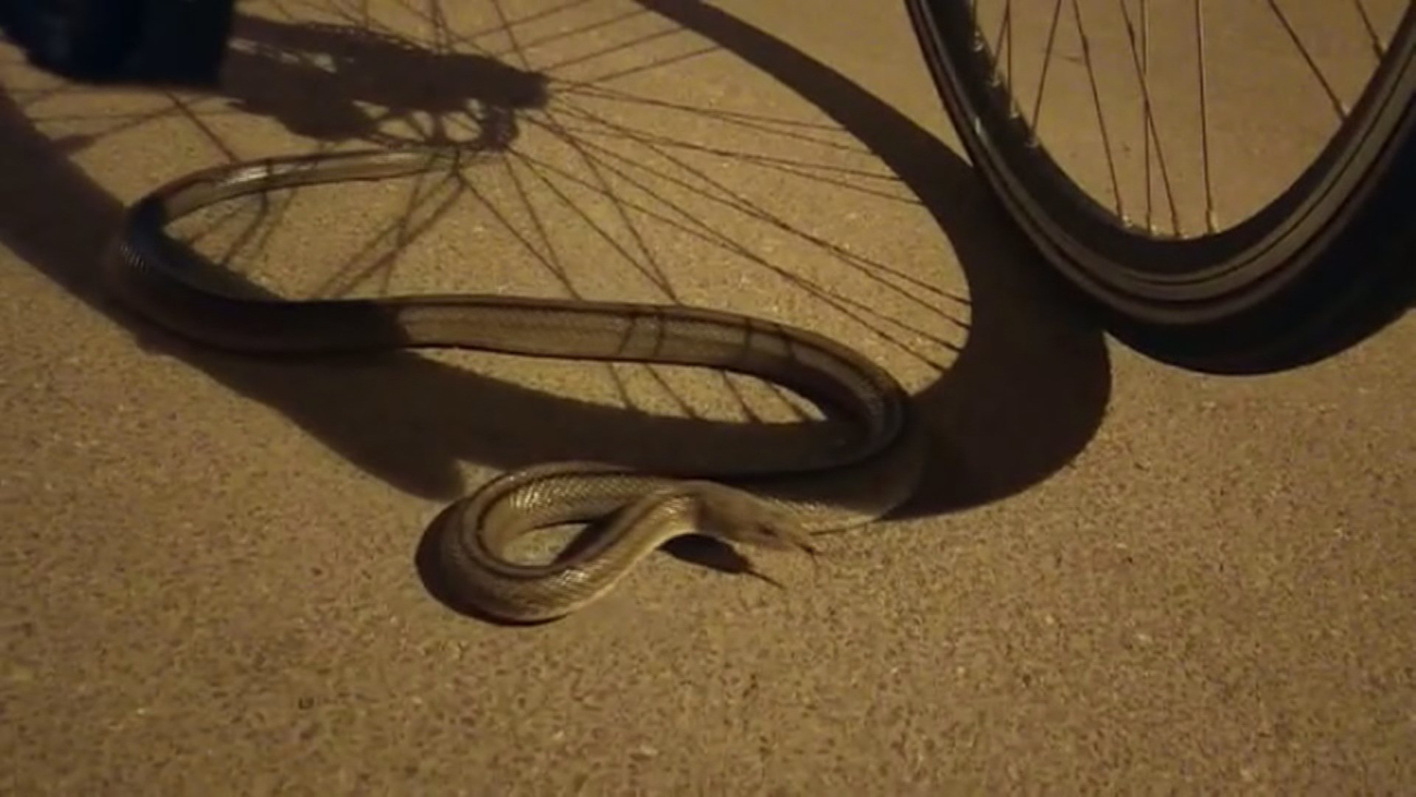 Serpientes escalera en un túnel del anillo ciclista de Las Tablas