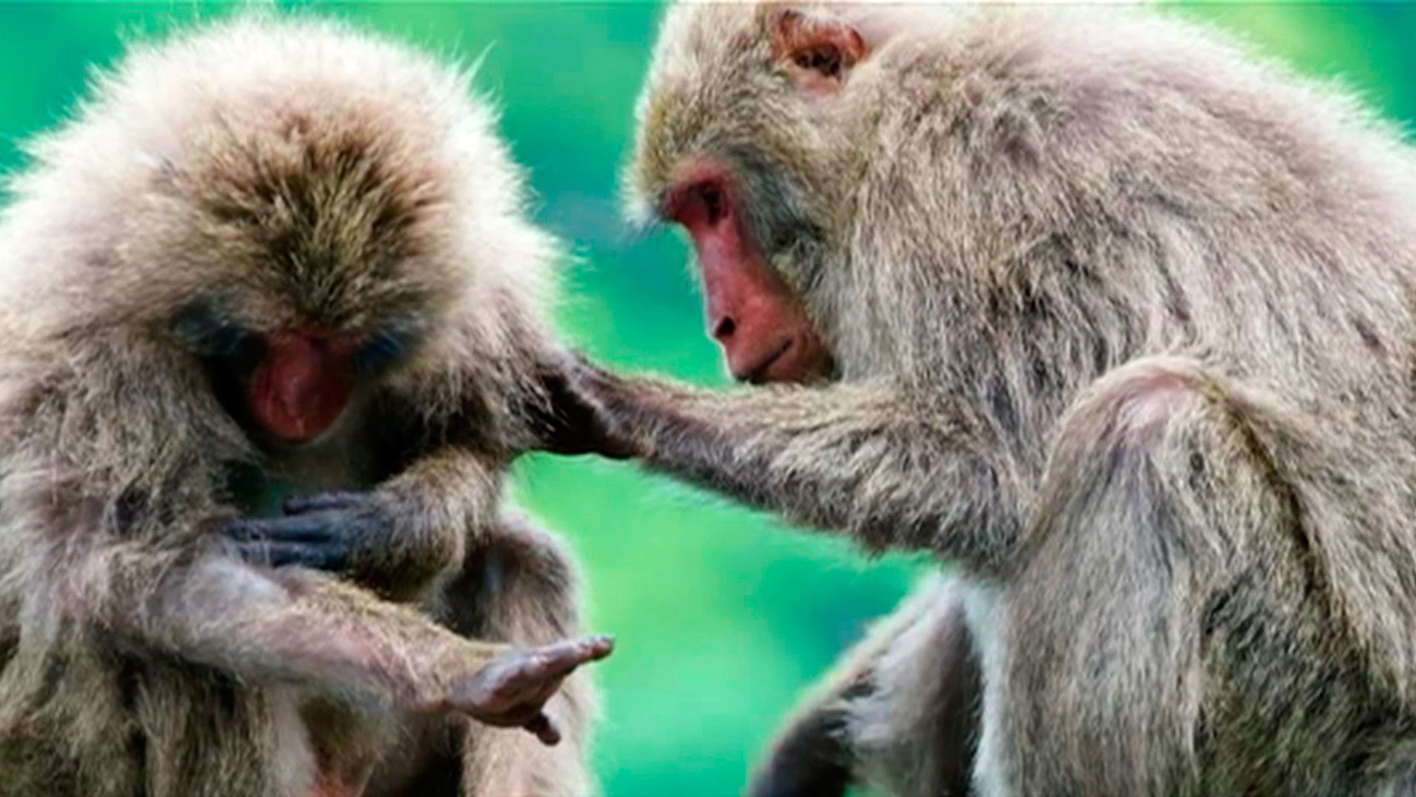 La isla donde más llueve en el planeta