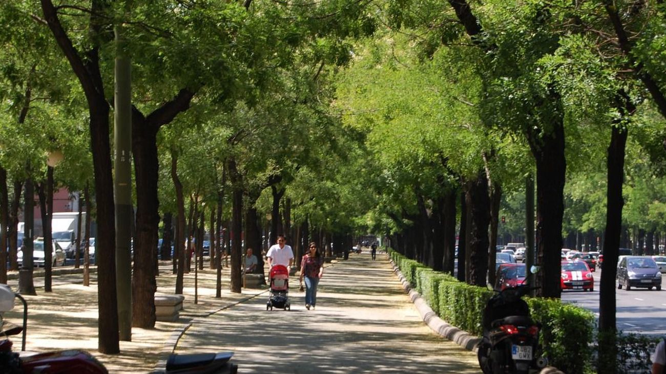 Los beneficios de los árboles urbanos