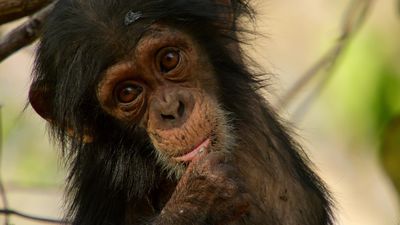 Escena del documental 'Historia de la vida'