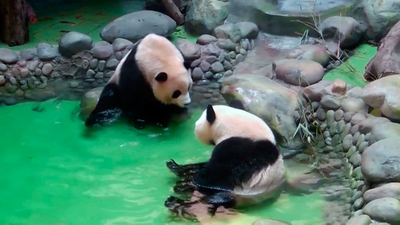 Ellos también se refrescan
