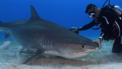 Nadando con tiburones