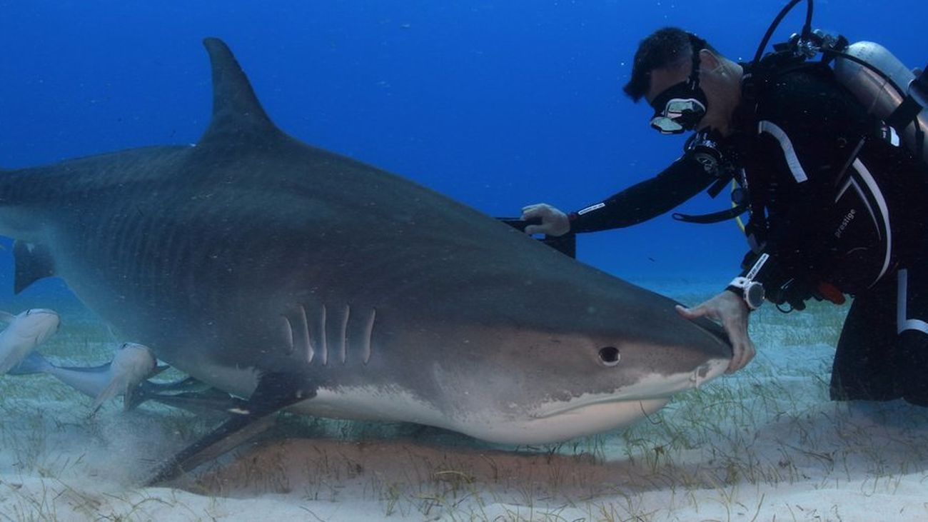 Nadando con tiburones