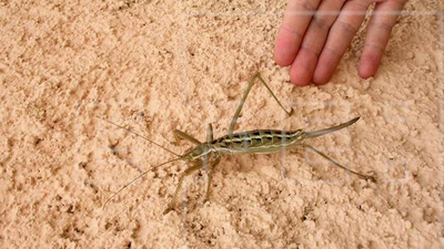 Encuentran  una población de un insecto en peligro de extinción en  Colmenar del Arroyo