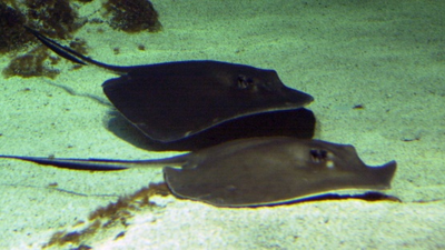 'Baby boom' de rayas en el acuario de Sevilla