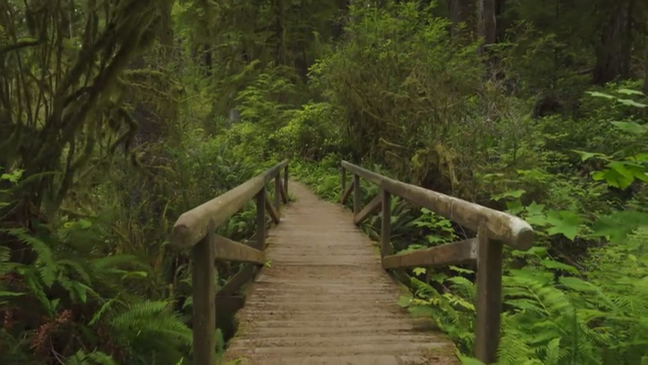 Démonos un baño de bosque