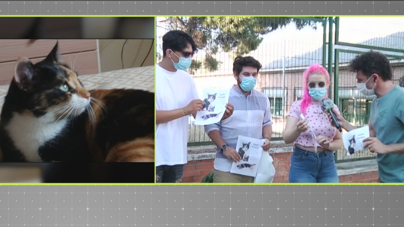 Buscan a su gata por la zona de Plaza Castilla