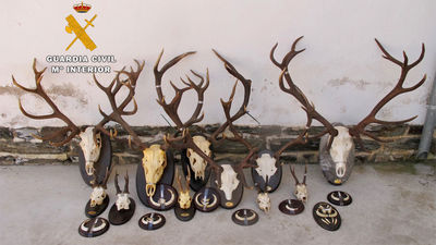 Detenido en Villamanta un cazador furtivo sospechoso de abatir y decapitar 15 animales