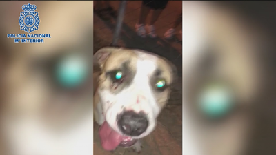 Detenido en el distrito de Tetuán por maltratar a su perro