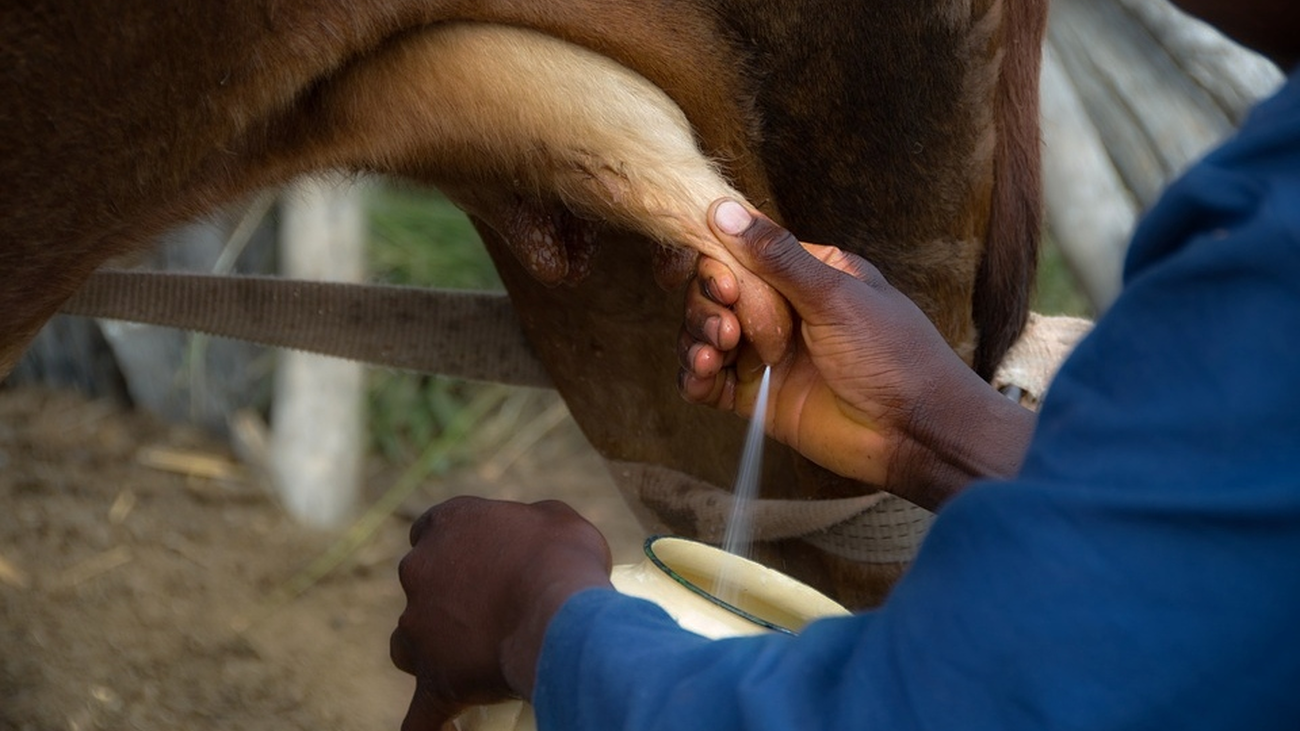 Vuelve la Escuela de Pastores de Madrid para frenar la despoblación rural