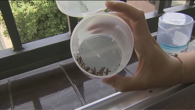 En Orcasitas no pueden abrir las ventanas por la plaga de chinches del arce