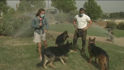 La Policía Nacional exige un estatus especial para los perros