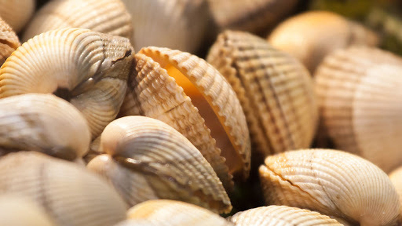 Rincón gastronómico: Los bivalvos