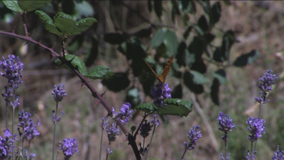 Museo vivo de especies forestales, en el Monte Abantos