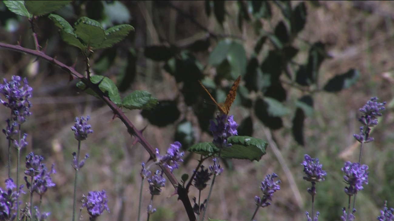 Museo vivo de especies forestales, en el Monte Abantos