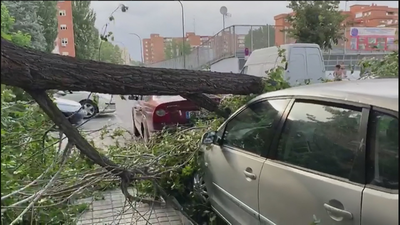 El fuerte viento en Madrid provoca caídas de árboles que sólo causaron daños materiales